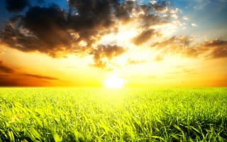 Картинка Field of grass and sunset, яркое, солнце, небо, облака, поле, густая, ослепительное, трава, горизонт