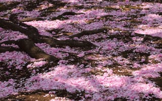 Картинка цветение, sakura, дерево, весна, лепестки