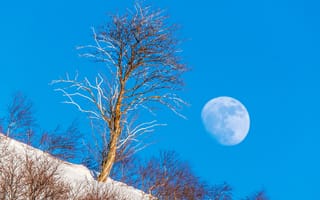 Картинка пейзаж, зима, небо, склон, дерево, Луна, снег