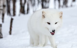 Картинка природа, Polar fox, снег