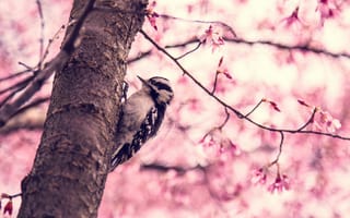 Картинка дерево, весна, птица