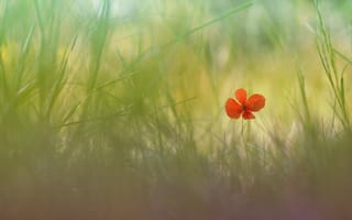 Картинка природа, цветок, трава