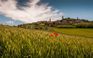 Картинка Lu, Piedmont, Лу, Италия, поля, деревня, Italy, маки