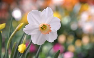 Картинка Нарцисс, макро, цветок, фокус, белые, лепестки
