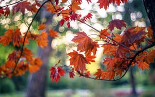 Картинка осень, листья, парк, клен, ветки, деревья