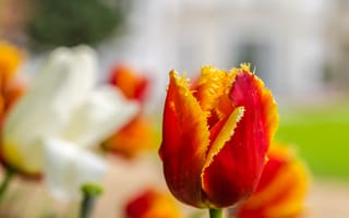 Обои цветок, тюльпан, лепестки, весна