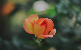 Картинка цветок, роза, оранжевые, лепестки
