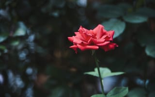 Картинка цветок, роза, лепестки