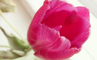 Картинка тюльпан, темно розовый, цветок