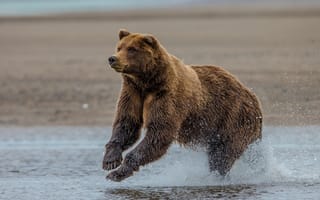 Картинка медведь, гризли, Alaska, озеро Кларк, Lake Clark National Park, Аляска