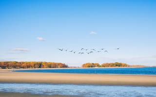 Картинка Orchard Beach, берег, Бронкс, птицы, New York, пляж, осень, Bronx, Нью-Йорк