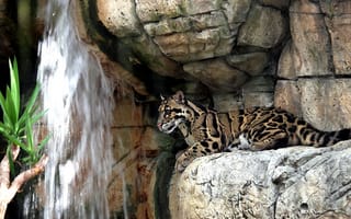 Картинка дымчатый леопард, хищник, скалы, отдых, водопад
