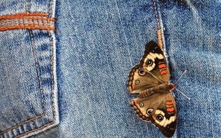 Картинка бабочка, макро, джинсы