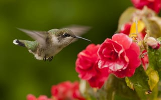 Картинка колибри, бегония, птица, цветы