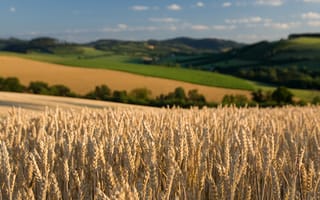 Обои природа, пшеница, поле, небо, поля