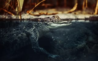 Обои крокодил, природа, вода
