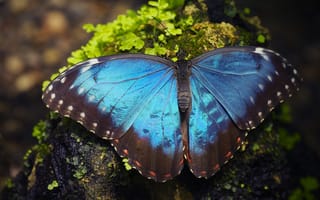 Картинка бабочка, Морфо Пелеида, макро