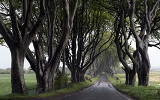 Картинка дорога, природа, деревья
