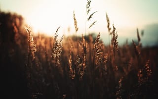 Картинка поле, трава, солнце, стебли