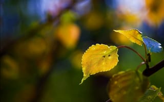 Обои природа, цвета, дерево, ветка, желтые, макро, листья, осень, ветвь