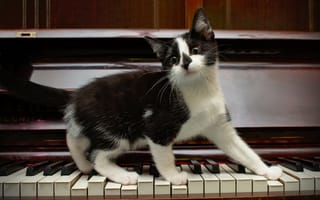 Картинка котёнок, пианино, клавиши