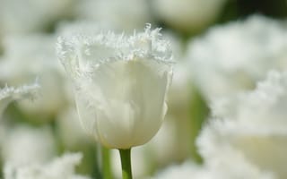 Картинка весна, тюльпаны, белые, махровые