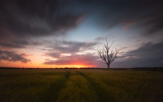 Картинка закат, поле, дерево