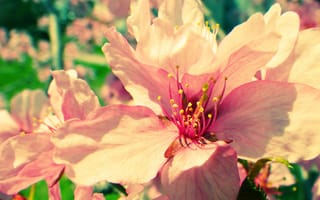 Картинка spring, sakura, flower