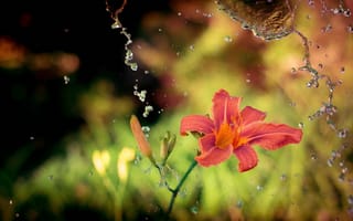 Картинка брызги, лилия, макро, цветок, вода