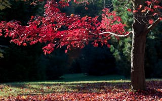 Картинка The Secret Garden, Nature, Autumn, Colors, Fall