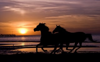Картинка закат, кони, море