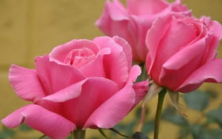 Картинка розы, розовые