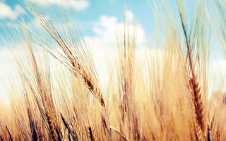Обои колосья, пшеница, небо