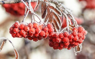 Картинка Зима, красная, листья, рибина, дерево, снег, ягоды