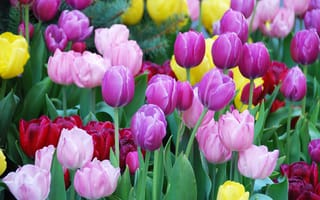 Картинка клумба, разноцветные, тюльпаны
