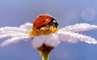 Картинка bug, flower, ladybug
