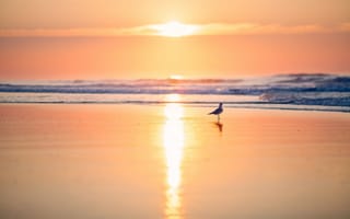 Картинка закат, море, птица
