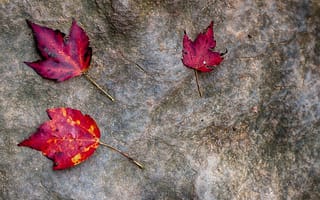 Картинка багрянец, камень, листья, осень
