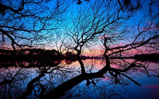 Картинка небо, зеркало, силуэт, озеро, мост, ветви, дерево, сумерки