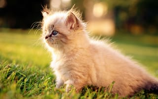 Картинка cat, кошка, кот, трава, макро, белый, котенок