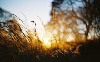 Картинка куст, дерево, боке, солнце, стебли