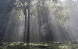 Картинка природа, дерево, свет