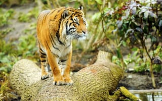 Картинка тигр, хищник, дерево, взгляд