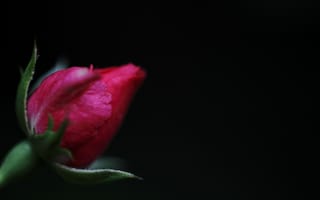 Картинка роза, макро