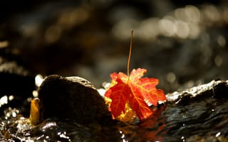 Обои осень, природа, лист