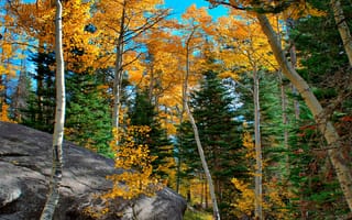Картинка багрянец, камень, лес, деревья, небо, осень