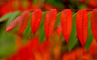 Картинка багрянец, ветка, осень, листья, краски