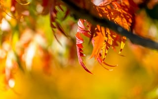 Картинка осень, природа, листья