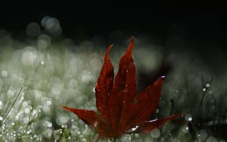 Картинка природа, лист, осень
