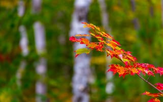 Картинка багрянец, листья, лес, ветка, осень
